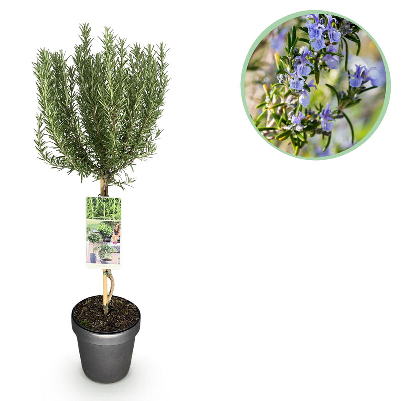 GreenboutiQ Rosmarinus officinalis Standard, evergreen, winter-hardy, purple flower