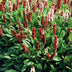 24x Persicaria aff. 'Darjeeling Red' - ↕10-25cm - Ø9cm Bild 5