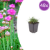 48x Armeria maritima 'Splendens', pink flowers, 10-25cm Bild 1
