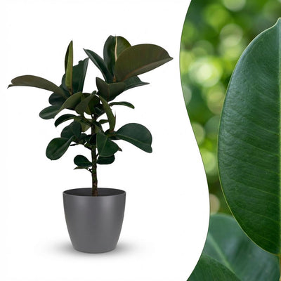 Green boutiQ Gummibaum Ficus Elastica Cloe - Grün, Topf 19cm, H 65cm