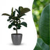 Green boutiQ Gummibaum Ficus Elastica Cloe - Grün, Topf 19cm, H 65cm Bild 1