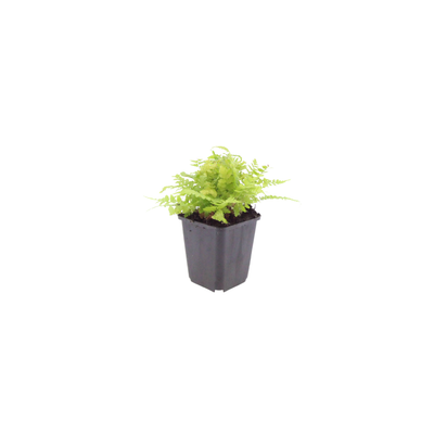 60x Wurmfarn / Männerfarn (Dryopteris filix-mas), 10-25cm, Ø9cm