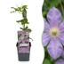 4x Clematis Justa - Waldrebe Justa - Hellblau - Kletterpflanze - Ø9cm - ↕35cm Bild 1