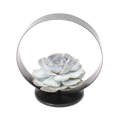 ROOTLESS Echeveria Lilacina Deko-Set Ø20 cm mit Metallständer