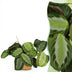 Maranta Fascinator Silverband Houseplant with Basket 12cm Bild 1