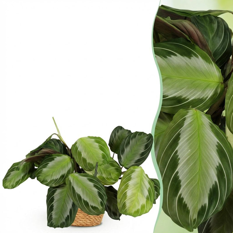 Maranta Fascinator Silverband Houseplant with Basket 12cm