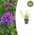 6x Verbena bonariensis Staude | 10-25cm | Lila Blüten, bienenfreundlich Bild 1