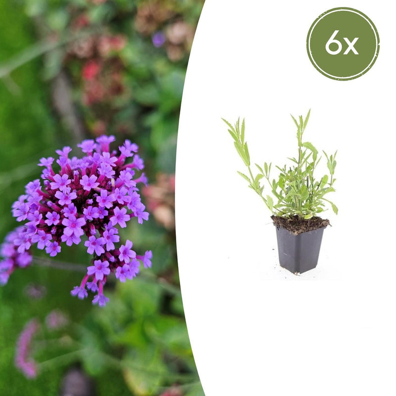 6x Verbena bonariensis Staude | 10-25cm | Lila Blüten, bienenfreundlich