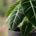 Alocasia Frydek Elefantenohr – pflegeleicht, 60cm hoch, Topf 19cm Bild 4
