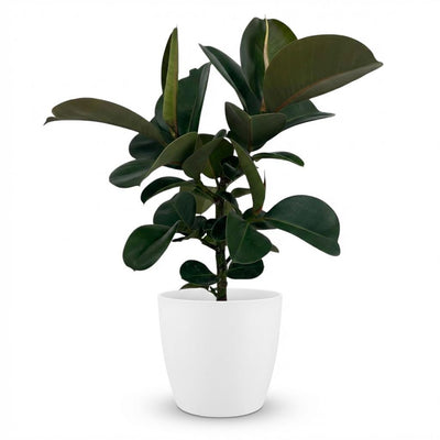 Gummibaum Ficus Elastica Cloe, 65cm, inkl. weißem Übertopf