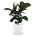 Gummibaum Ficus Elastica Cloe, 65cm, inkl. weißem Übertopf Bild 2