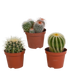 Cactus Mix 8.5 cm: 3 globular cacti, colorful variety Bild 1