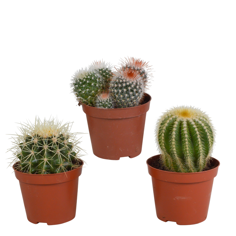 Cactus Mix 8.5 cm: 3 globular cacti, colorful variety