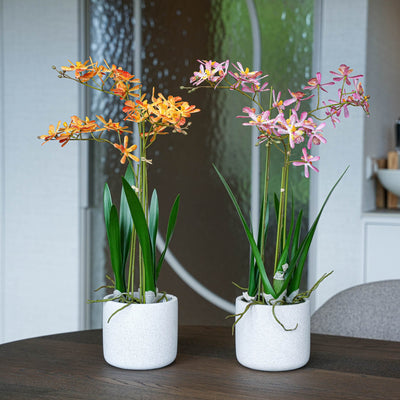 Renanthera orchideen mix - 2 Stück - Kunstpflanzen - Bundle-Set