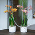 Renanthera orchideen mix - 2 Stück - Kunstpflanzen - Bundle-Set Bild 2