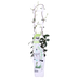 2x Sternjasmin 'Star of Venice' ↨65cm Ø15 Bild 4