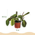 Green boutiQ - Houseplant - Maranta Fascinator Tricolour - Prayer Plant - Pet Friendly - Green - 4 Plants - Pot 12cm - Height 30-35cm Bild 3