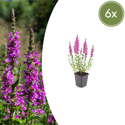 6x Blutweiderich (Lythrum salicaria) - 10-25cm - Topf Ø9cm