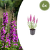 6x Purple Loosestrife (Lythrum salicaria) - 10-25cm - Pot Ø9cm Bild 1