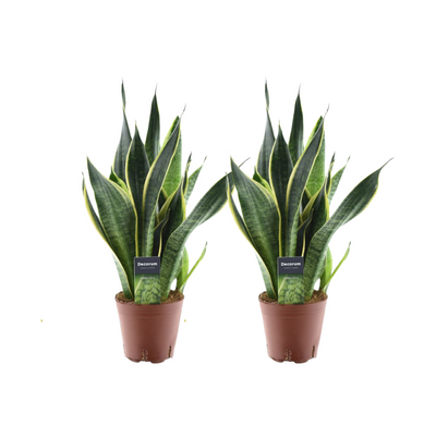 2x Sansevieria Futura Superba, 45cm, Ø14cm Topf