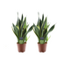 2x Sansevieria Futura Superba, 45cm, Ø14cm Topf Bild 1
