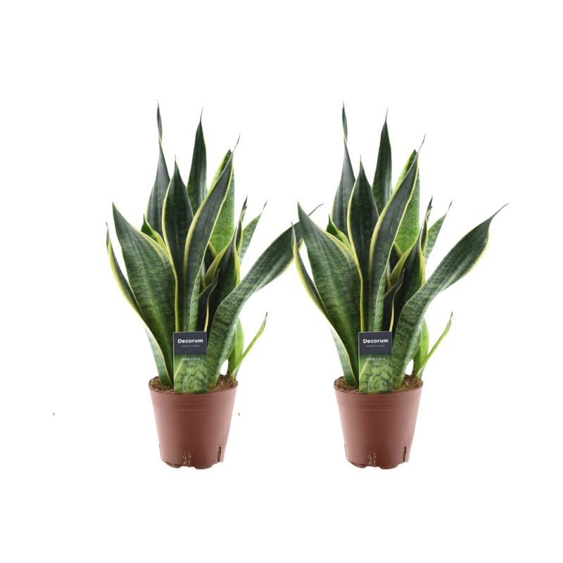 2x Sansevieria Futura Superba, 45cm, Ø14cm Topf