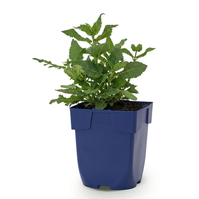 Green boutiQ - Perennial - Salvia nem. Sense Deep Pink - Sage - Bee and Butterfly Magnet - Pink - 1 Plant - 11cm Pot - 15-25cm Height