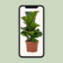 Ficus Lyrata (Geigenfeige) - Ø12cm Topf, ca. 30cm hoch Bild 4