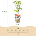 GreenboutiQ Obstpflanzen-Set: 8 Beerensträucher für Garten & Balkon Bild 3