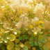 Cotinus coggygria Golden Spirit: 3x Gelber Perückenstrauch, Topf 12cm Bild 6