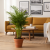 Dypsis Areca Lutescens: Üppige Goldpalme Ø19cm, 80-100cm hoch Bild 6