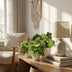 Green boutiQ: 3 Maranta varieties, easy to care for & pet-friendly Bild 4