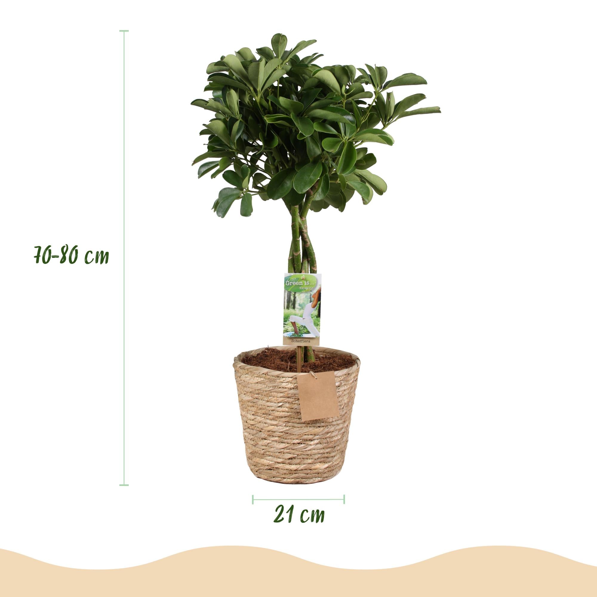 Green boutiQ - Zimmerpflanzen - Schefflera Nora - Fingerbaum - Wenig Pflege - mit Korb - Grün - 1 Pflanze - Topf 21cm - Höhe 70-82cm