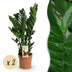 Green boutiQ ZZ-Pflanze (Zamioculcas) - 2er-Set, pflegeleicht, grün Bild 1