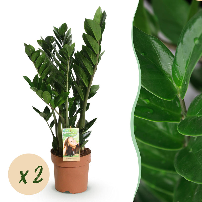 Green boutiQ ZZ-Pflanze (Zamioculcas) - 2er-Set, pflegeleicht, grün