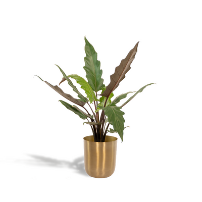 Alocasia Lauterbachiana: Elefantenohr, Ø19cm, ↕80cm + Topf Mayk Gold