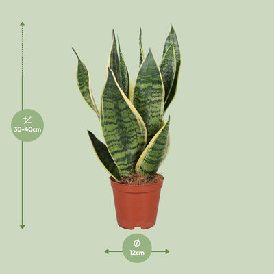 Sansevieria Futura Superba (Bogenhanf) Ø12cm, 40cm