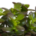 Crassula-Mischung: 3 Sukkulenten im Mini-Baum-Look, 10,5 cm Bild 4