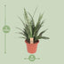 Sansevieria Diamond Green – Schwiegermutterzunge – 80cm Bild 2