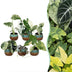 Baby Variegata Mix 6 Pflanzen - Tropisch - Ø6cm - 10-15cm Bild 1