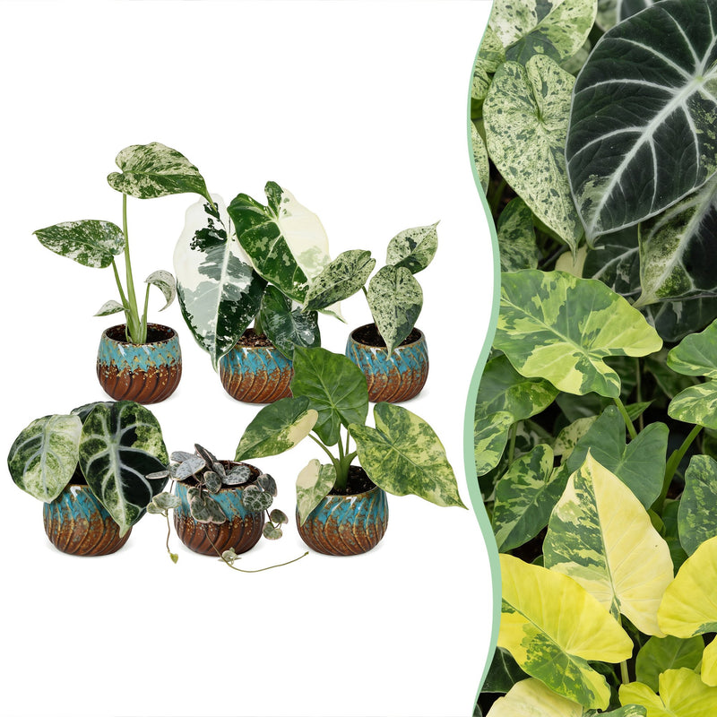 Baby Variegata Mix 6 Pflanzen - Tropisch - Ø6cm - 10-15cm