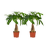 Pachira Aquatica Geflochtener Stamm - 2 Stücke - Ø12cm - ↕35cm Bild 1