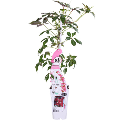 Parthenocissus henryana Keilschwanzrebe Ø15cm, ↕65cm