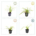 12x Japan-Segge 'Aureovariegata' – 10-25cm – Ø9cm Bild 4