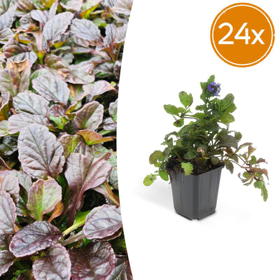 24x Bugleweed (Ajuga reptans) - Groundcover