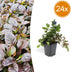 24x Kriechender Günsel (Ajuga reptans) - Bodendecker Bild 1