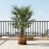 Chamaerops Humilis Zwergpalme - 170 cm - Ø30 Bild 3