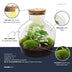 Flaschengarten 'Fat Joe grün' DIY-Pflanzterrarium, 30 cm, ohne Werkzeuge Bild 3