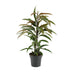 Ficus Binnendijkii Amstel King - Ø17cm - ↕70cm Bild 1