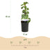 GreenboutiQ Kletterpflanzen Set: 4 Sorten für üppige Blütenpracht Bild 5